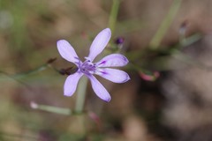 Afrosolen sandersonii sandersonii