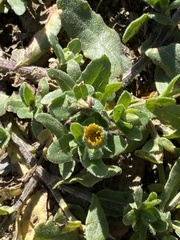 Asteraceae