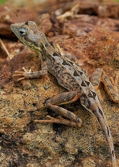 Draconinae