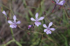 Afrosolen sandersonii sandersonii