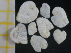 Peneroplis planatus