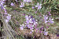 Afrosolen sandersonii sandersonii