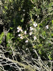 Erica arborea image