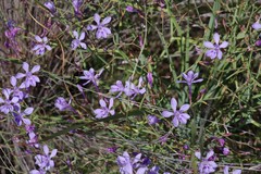 Afrosolen sandersonii sandersonii