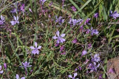 Afrosolen sandersonii sandersonii