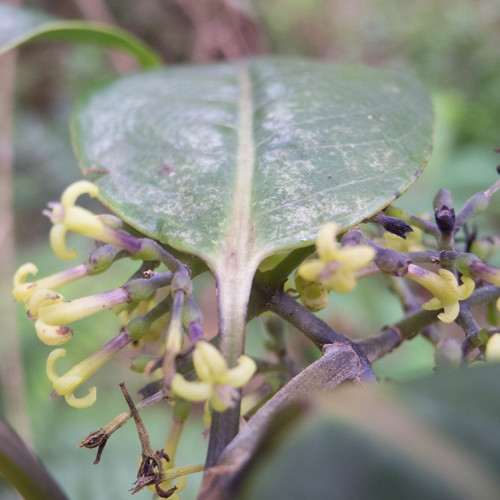 Kadua affinis