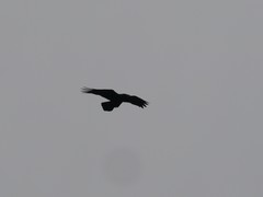 Corvus corax tingitanus