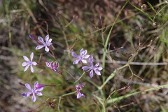 Afrosolen sandersonii sandersonii