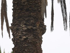 Falco tinnunculus dacotiae