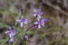 Afrosolen sandersonii sandersonii