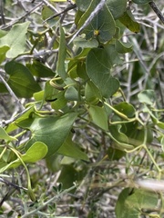 Aristolochia baetica image