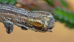 Perconia strigillaria