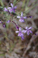 Afrosolen sandersonii sandersonii