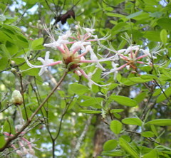 Rhododendron canescens image