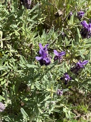 Lavandula stoechas image