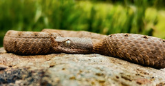 Vipera ammodytes ammodytes
