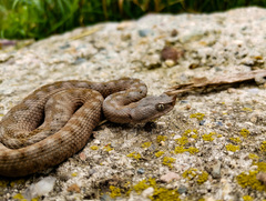 Vipera ammodytes ammodytes