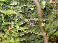 Fuscocephaloziopsis lunulifolia