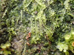 Fuscocephaloziopsis lunulifolia
