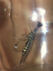 Raphidiinae