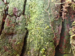 Fuscocephaloziopsis lunulifolia