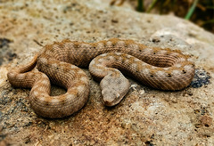 Vipera ammodytes ammodytes
