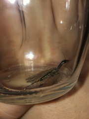 Raphidiinae