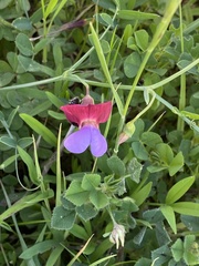 Lathyrus clymenum