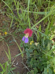 Lathyrus clymenum