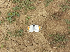 Anthocharis sara sara