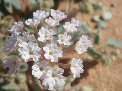 Abronia pogonantha