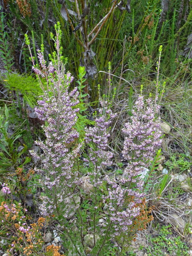 Image of Over Heath (Erica uberiflora) by (c) Shaun Swanepoel, some rights reserved (CC BY)