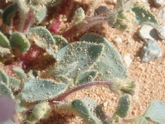 Abronia pogonantha