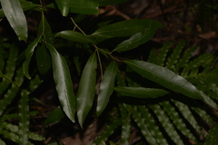 Endiandra virens