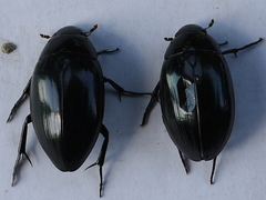 Hydrophilus aterrimus