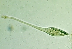 Lacrymaria olor
