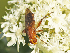 Hammerschmidtia