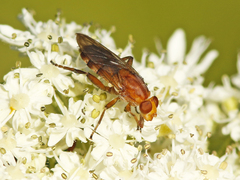 Hammerschmidtia