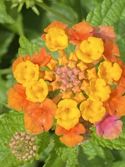 Lantana