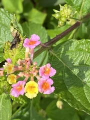 Lantana