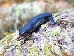 Triturus ivanbureschi