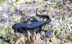 Triturus ivanbureschi