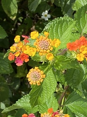 Lantana