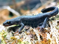 Triturus ivanbureschi