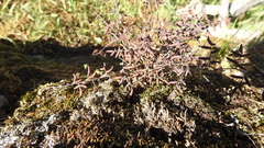 Pellaea andromedifolia