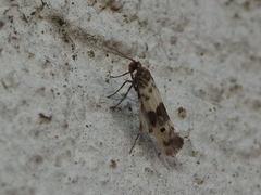 Enolmis acanthella