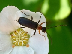 Grammoptera haematites