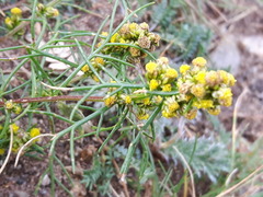 Artemisia palustris
