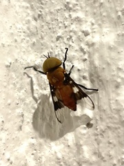 Ancala africana