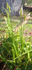 Carex stipata maxima